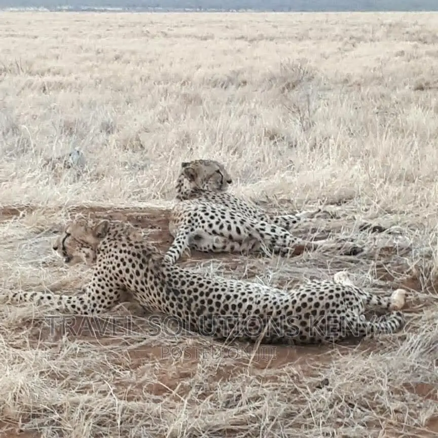 Safari and Wildlife in Kenya