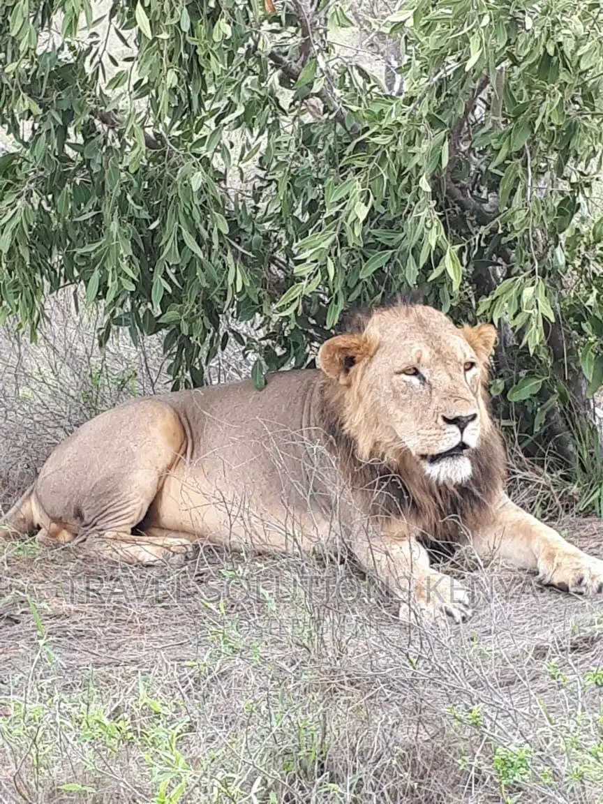 Safari and Wildlife in Kenya