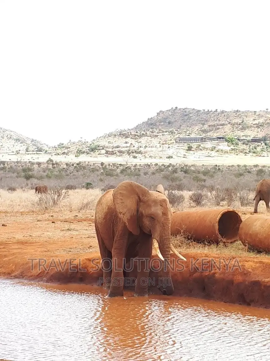 Safari and Wildlife in Kenya