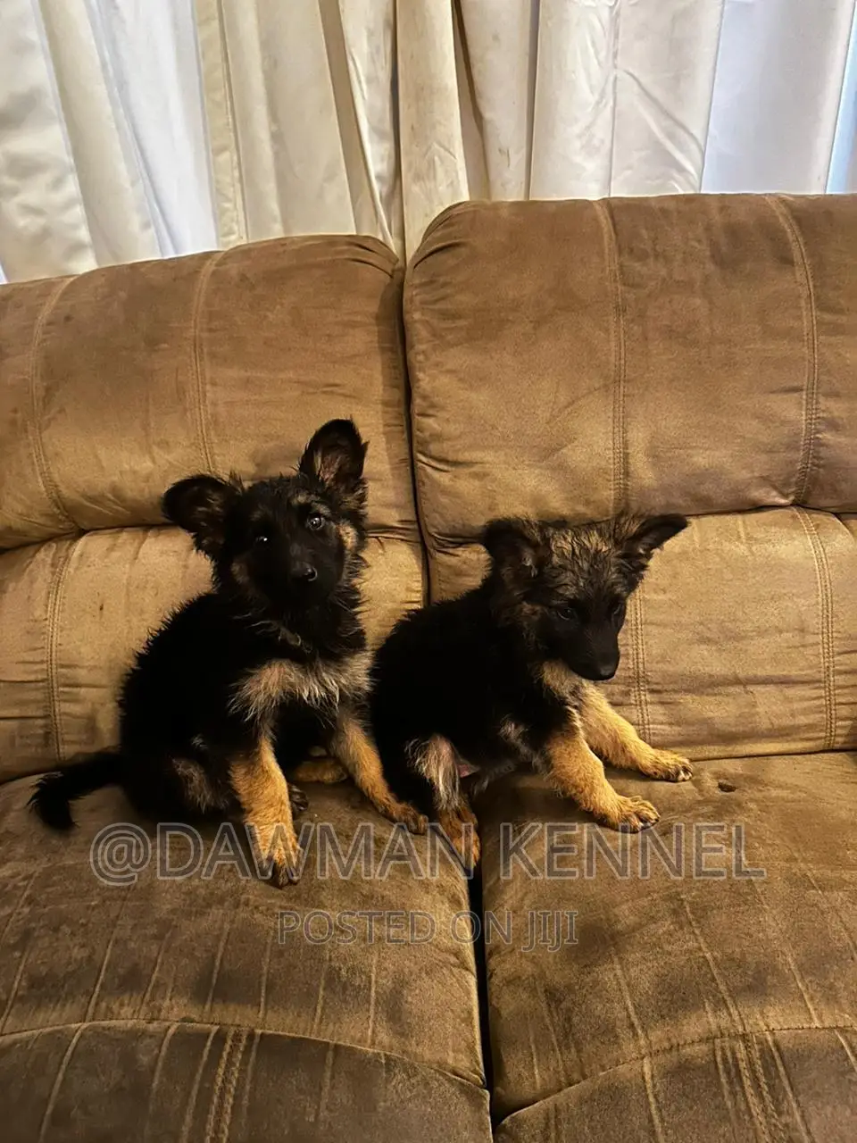 1-3 months Male Purebred German Shepherd