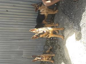3-6 months Male Purebred German Shepherd - thumbnail 2