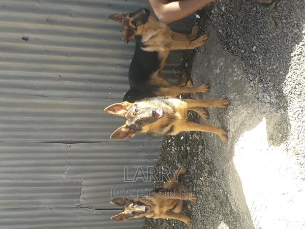 3-6 months Male Purebred German Shepherd - main view