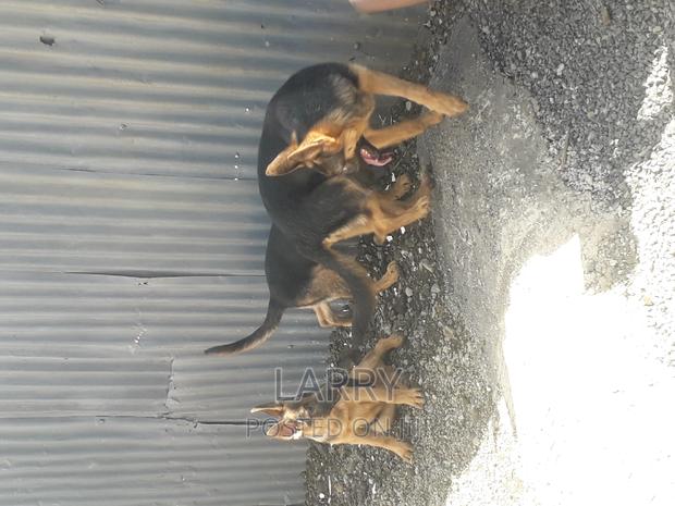 3-6 months Male Purebred German Shepherd - thumbnail 3