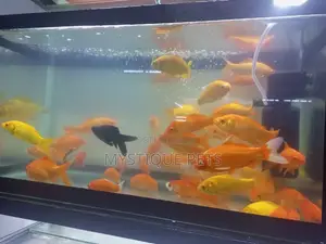 Aquarium Fish and All Pets Accessories