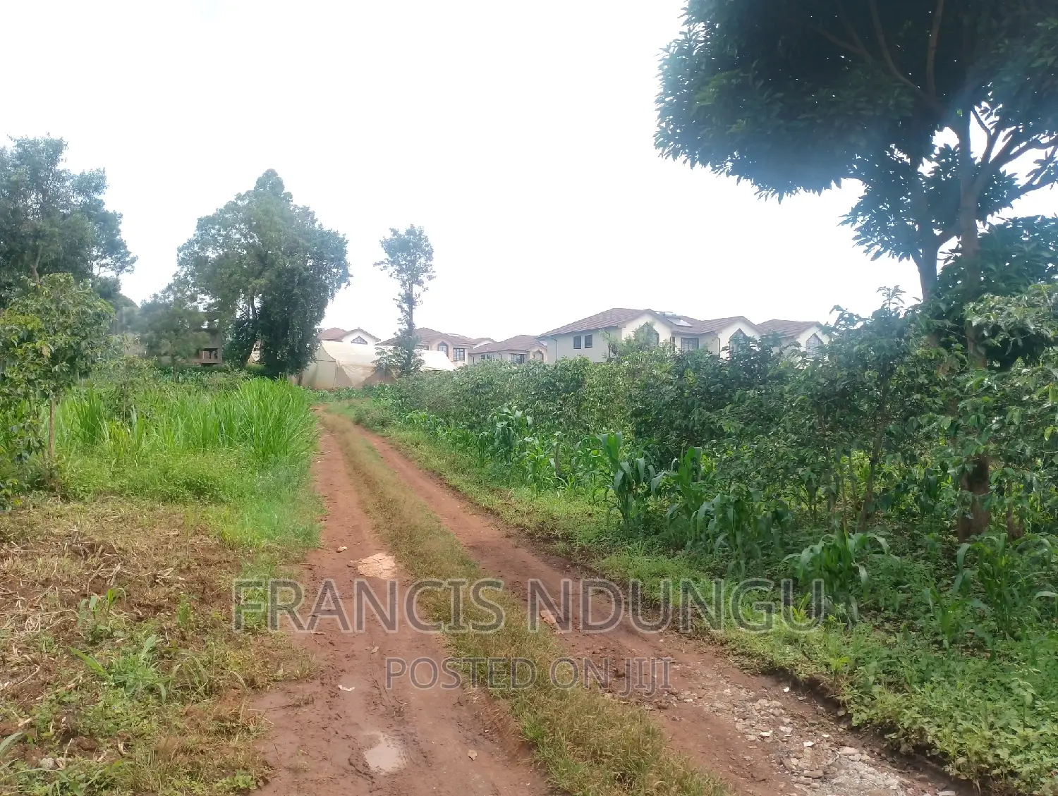 50x100 Plot for Sale in Ngegu Estate Kiambu Township. in Ndumberi