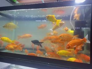 Aquarium-Fish - thumbnail 2