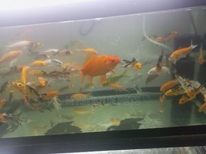 Koi Carpfosh - thumbnail 2