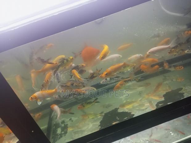 Koi Carpfosh - thumbnail 3