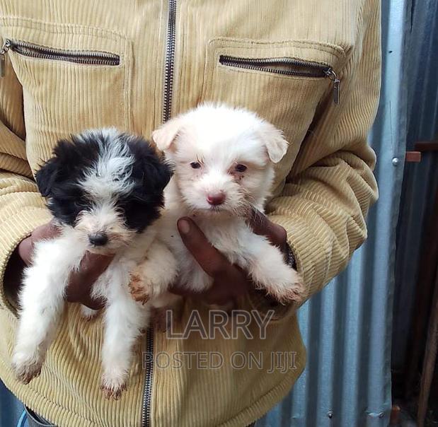 1-3 months Male Purebred Maltese - main view