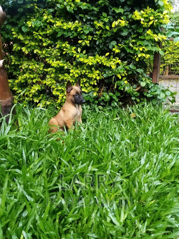 1-3 months Female Purebred Belgian Malinois