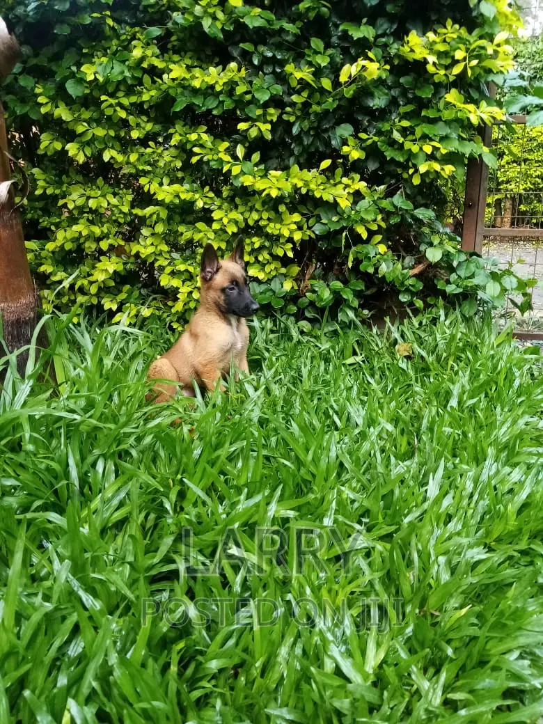 1-3 months Female Purebred Belgian Malinois