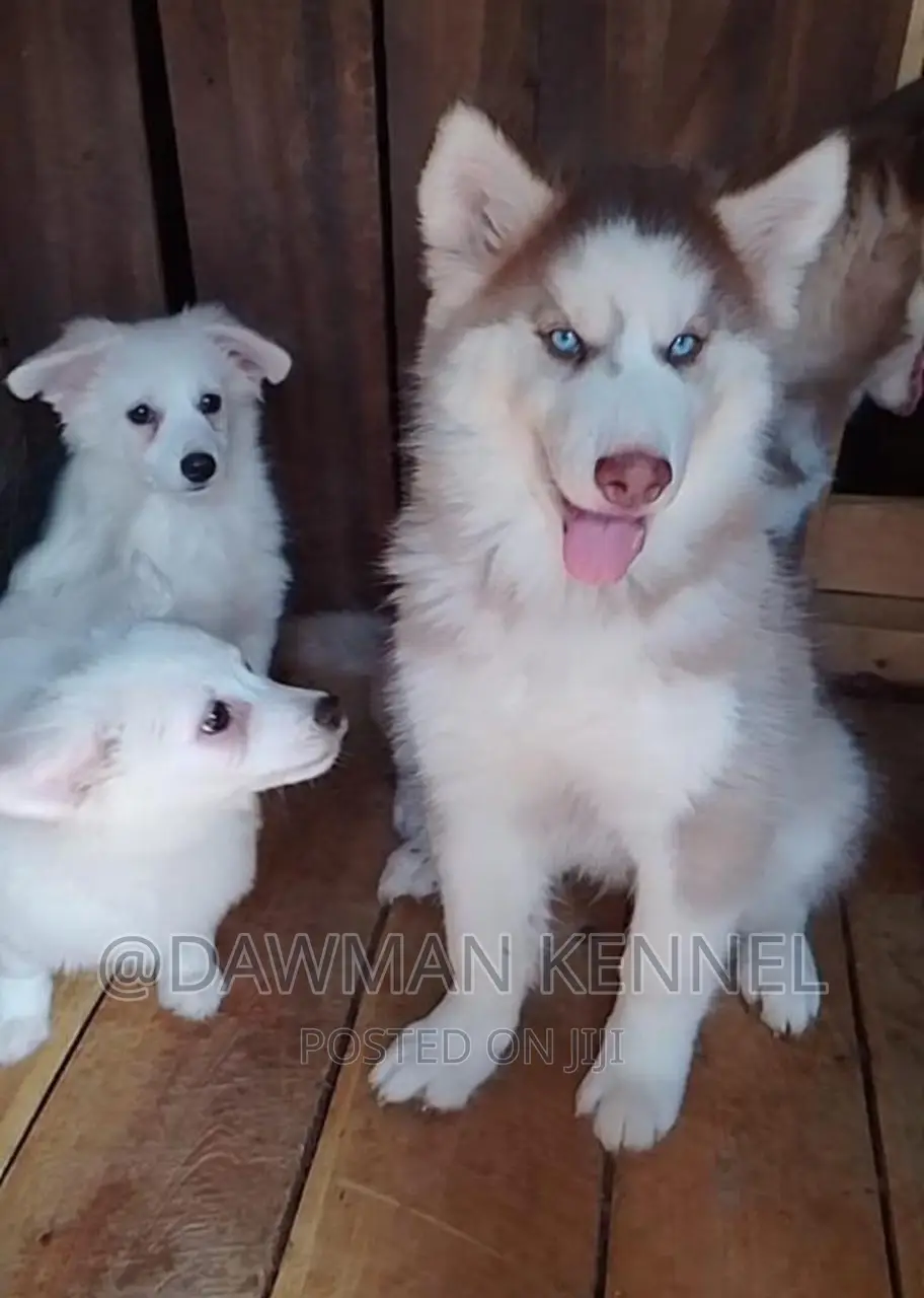 1-3 months Male Purebred Siberian Husky