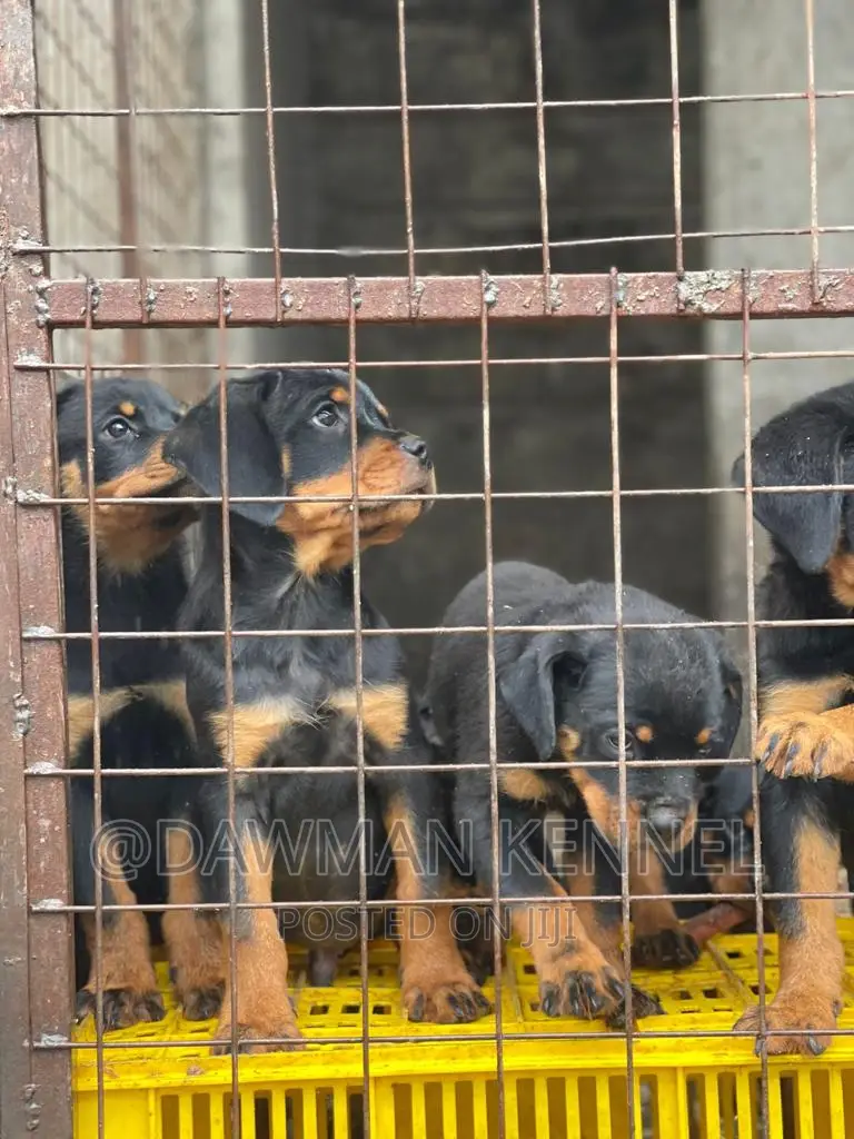 1-3 months Male Purebred Rottweiler