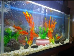 3ft Aquarium Tank, for Home or Office - thumbnail 2