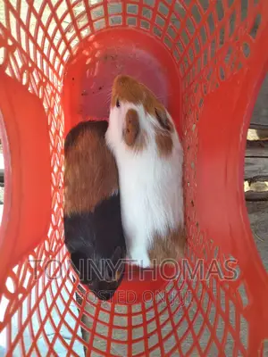 Hamsters Pets