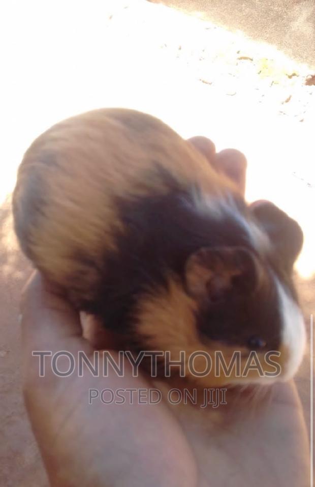 Hamsters Pets - thumbnail 3