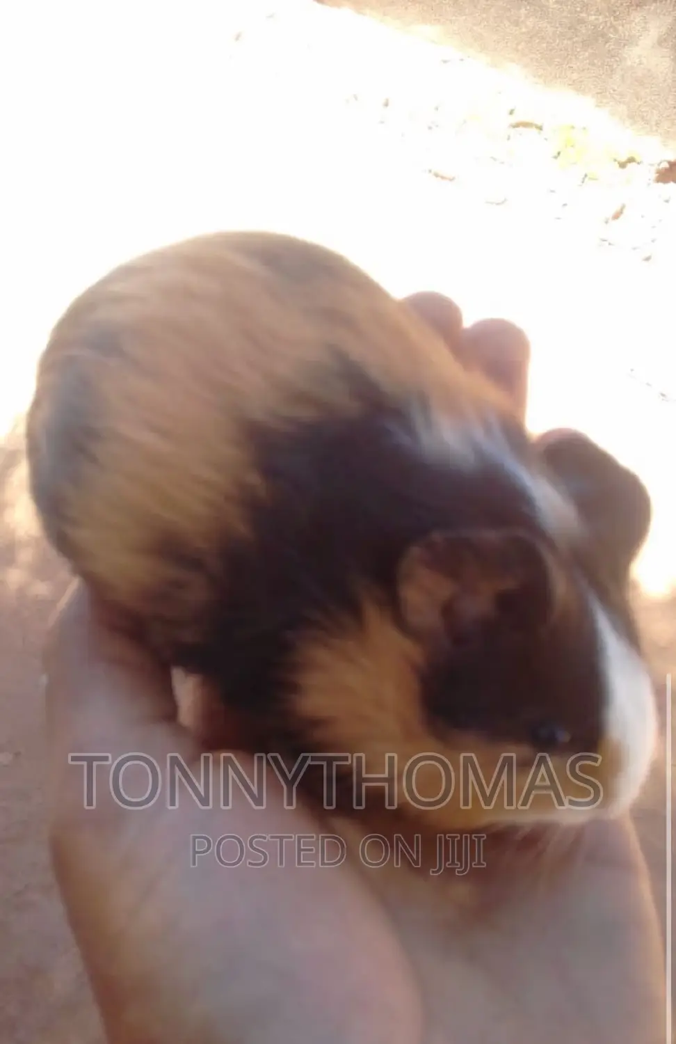 Hamsters Pets