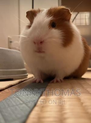 Hamsters Pets - thumbnail 2