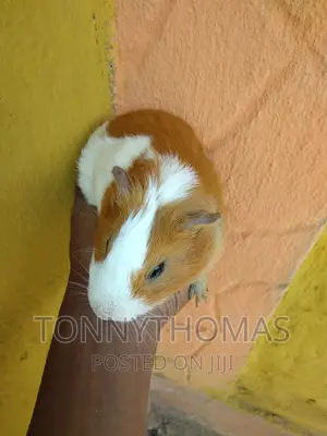 Hamsters Pets