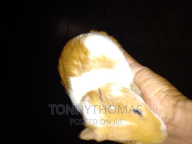 Guinea Pig Pets. - thumbnail 3