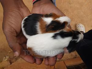 Guinea Pig Pets. - thumbnail 2