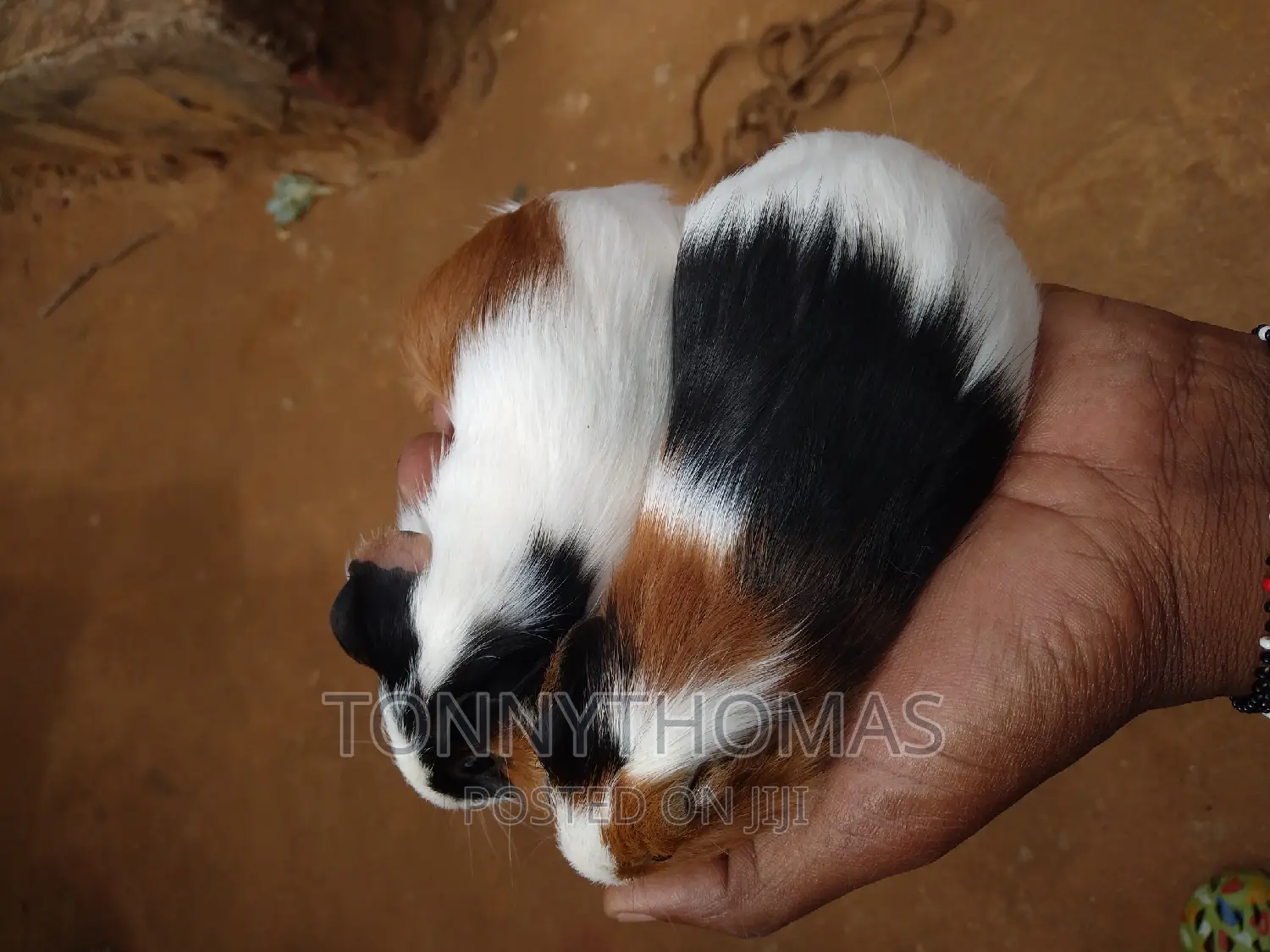 Guinea Pig Pets.