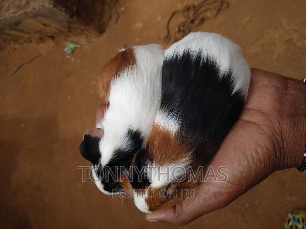 Guinea Pig Pets. - thumbnail 4