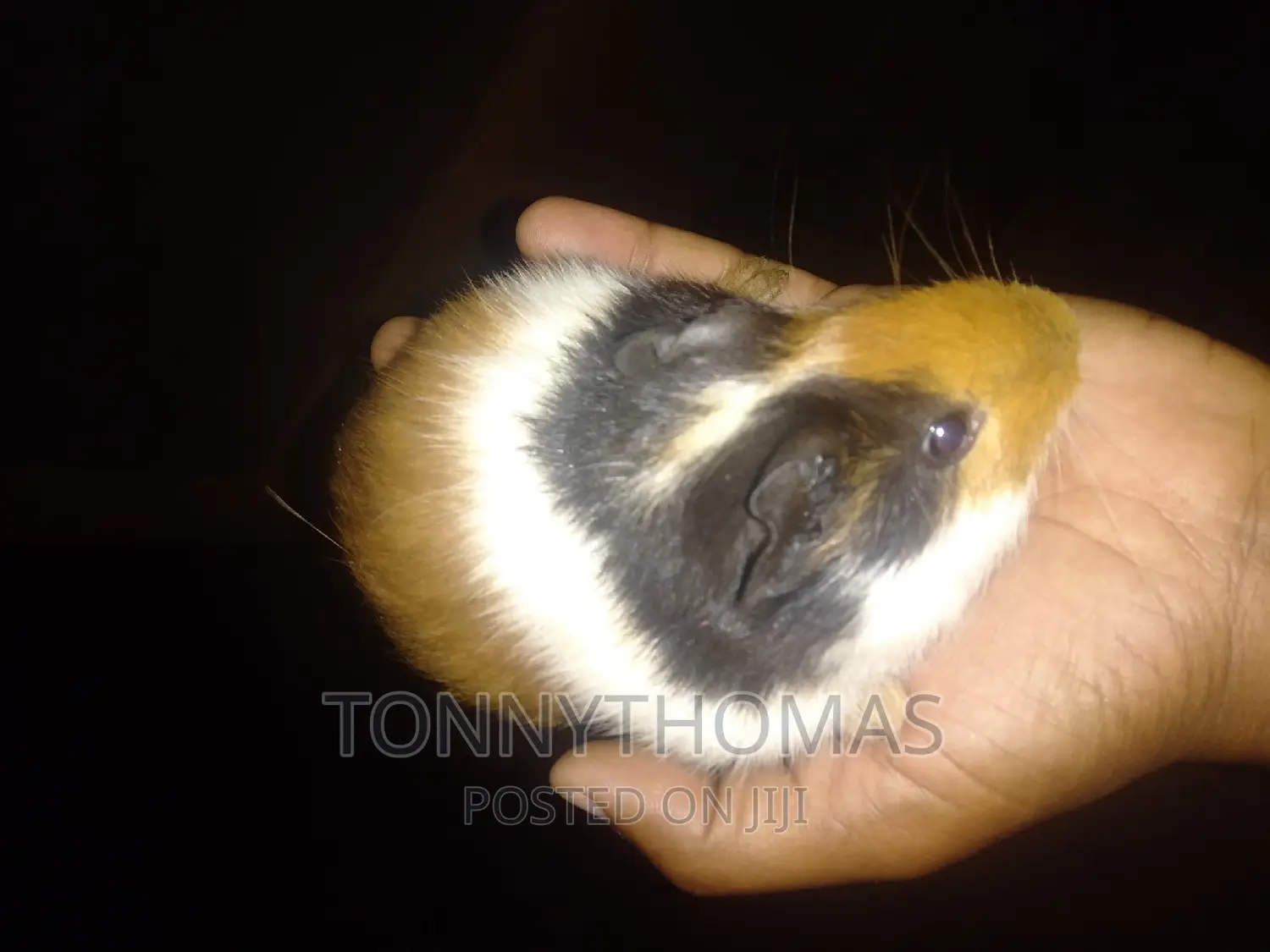 Guinea Pig Pets.