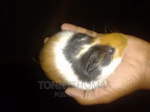 Guinea Pig Pets.