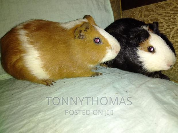 Pretty Hamsters - main view