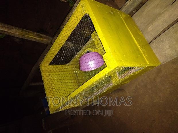 Pretty Hamsters - thumbnail 3