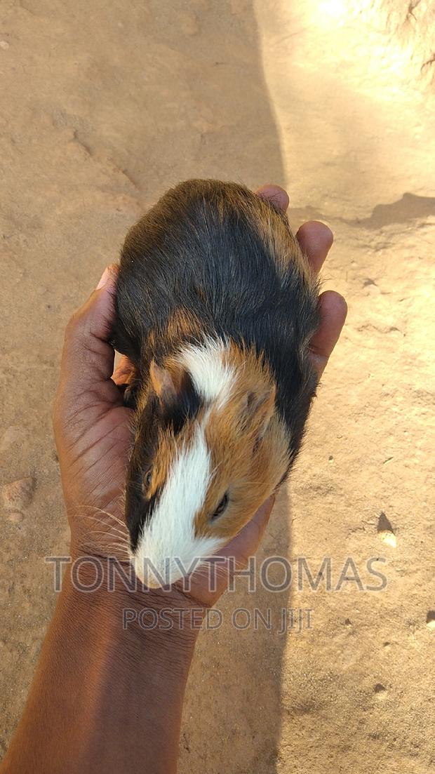 Pretty Hamsters - thumbnail 5