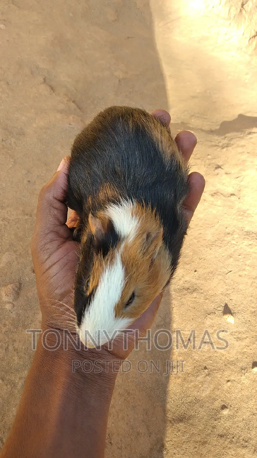 Pretty Hamsters