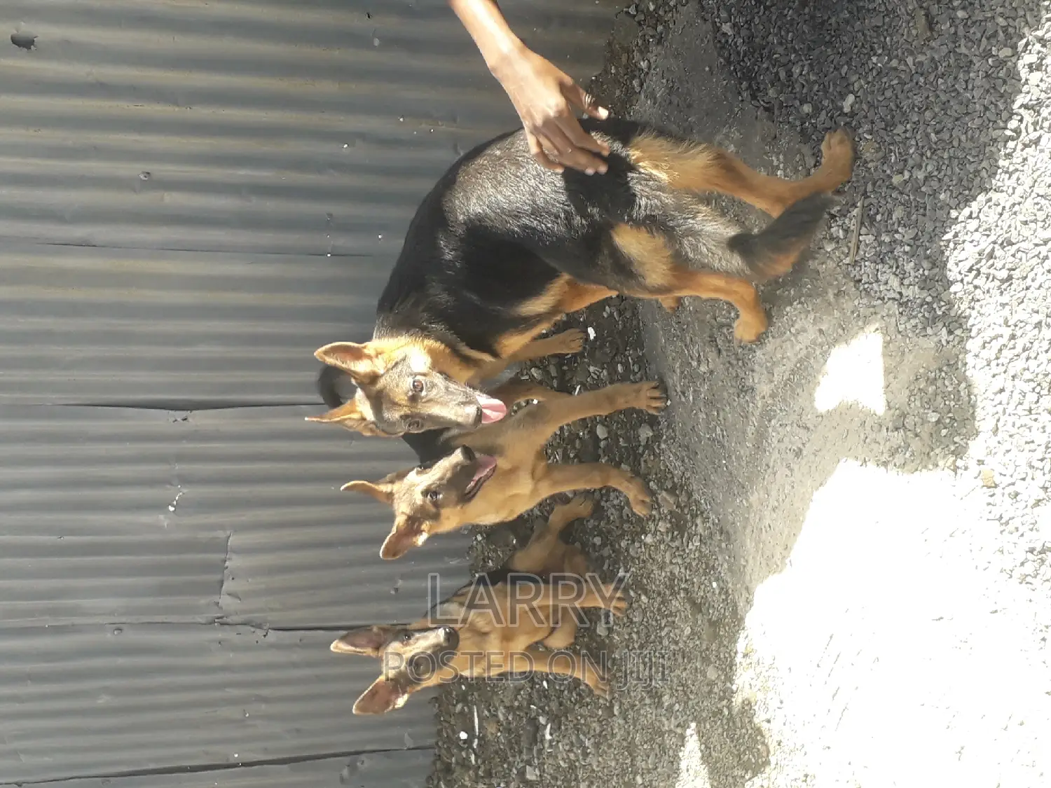 3-6 months Male Purebred German Shepherd
