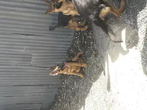 3-6 months Male Purebred German Shepherd
