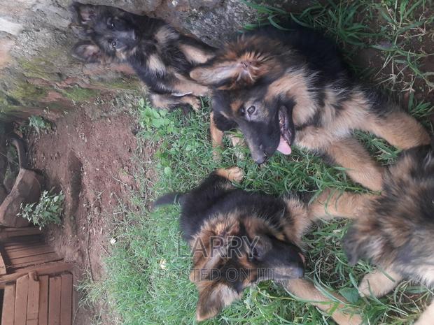 1-3 months Male Purebred German Shepherd - main view