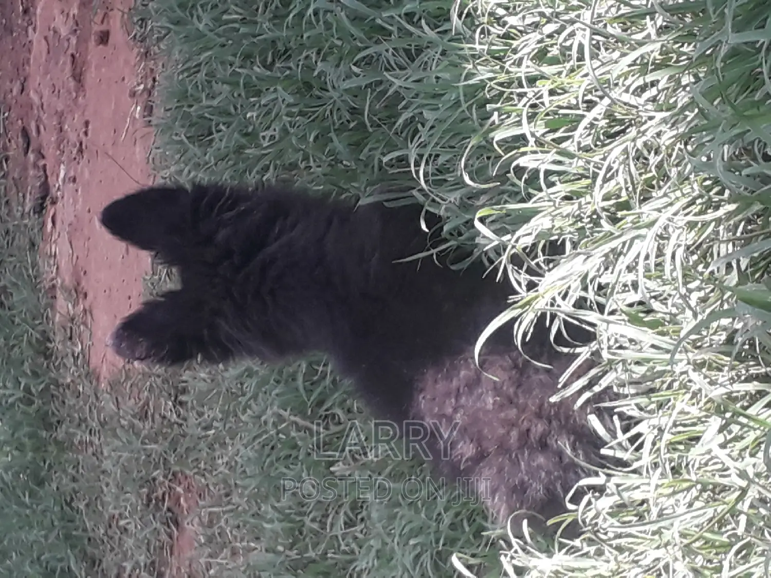 1-3 months Female Purebred German Shepherd
