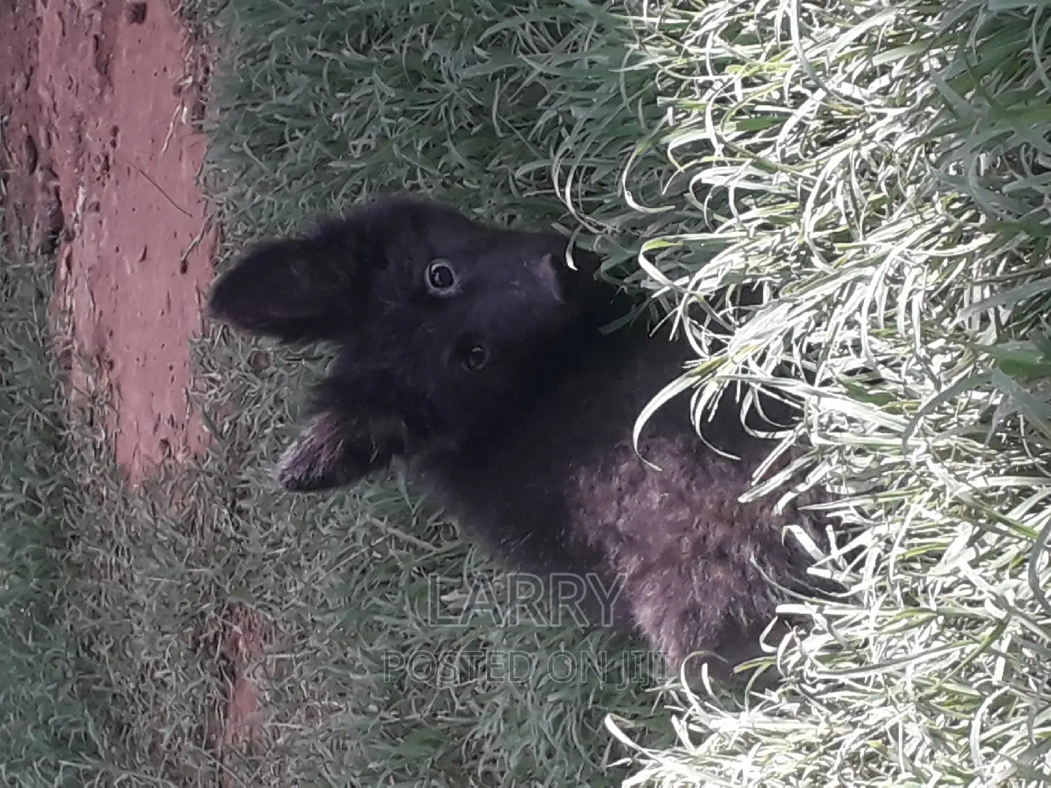 1-3 months Female Purebred German Shepherd
