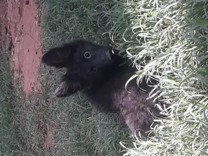 1-3 months Female Purebred German Shepherd