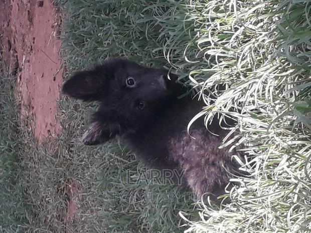 1-3 months Female Purebred German Shepherd - thumbnail 3