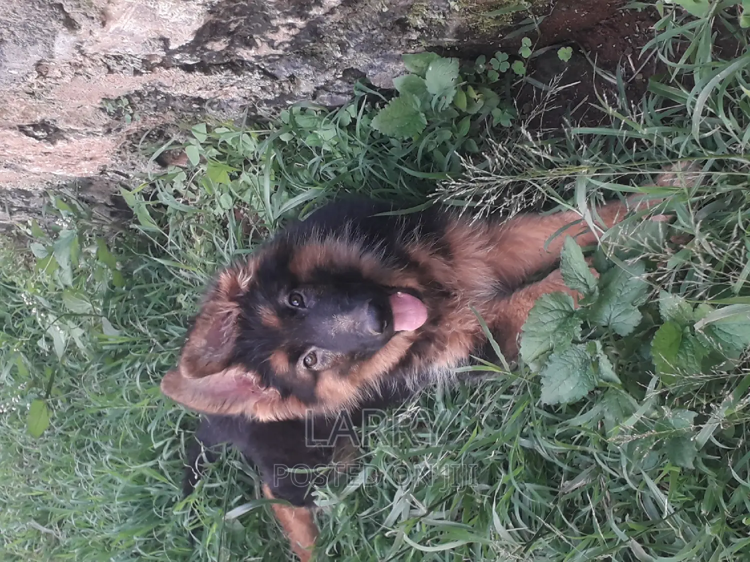 1-3 months Female Purebred German Shepherd