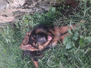1-3 months Female Purebred German Shepherd - thumbnail 2