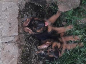 1-3 months Female Purebred German Shepherd - thumbnail 2