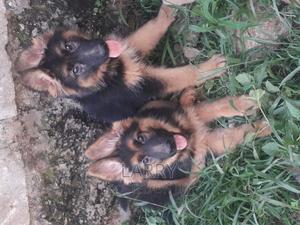 1-3 months Female Purebred German Shepherd - thumbnail 2