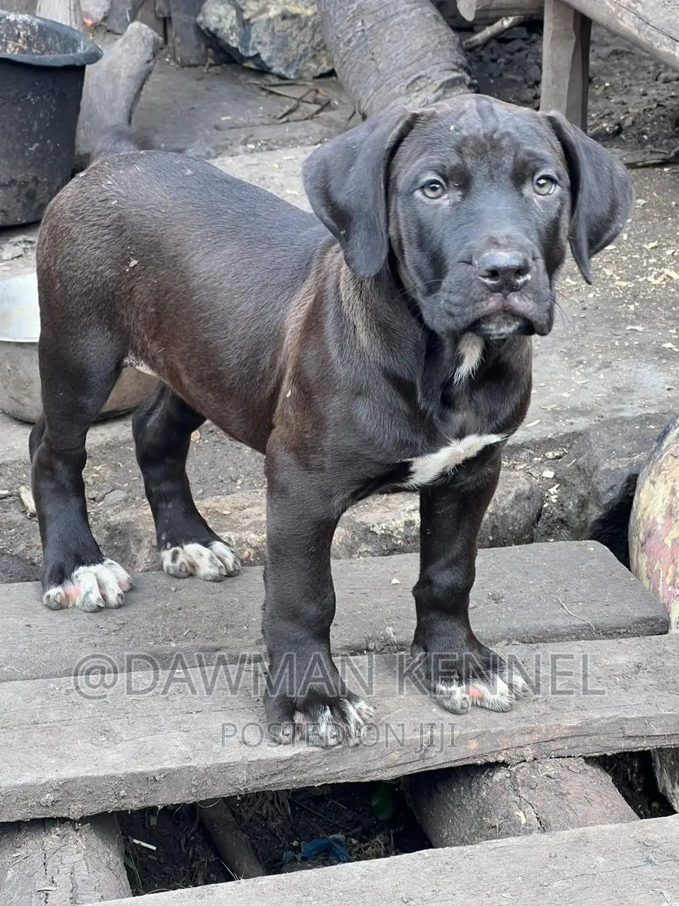 1-3 months Female Purebred Boerboel