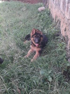 3-6 months Male Purebred German Shepherd - main view