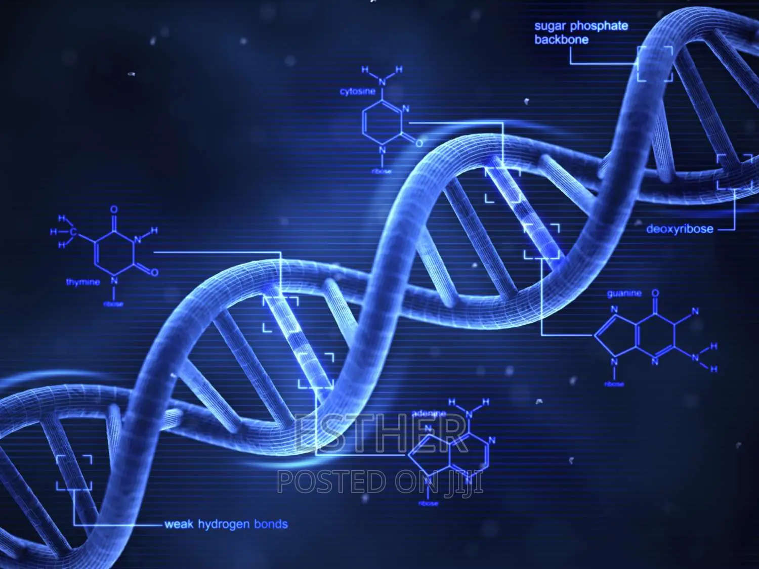 Paternity Dna Test