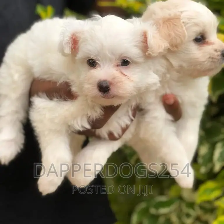 1-3 months Male Purebred Havanese