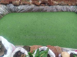 Azzola Starter Pack Seedlings With Free PDF Guide - thumbnail 2