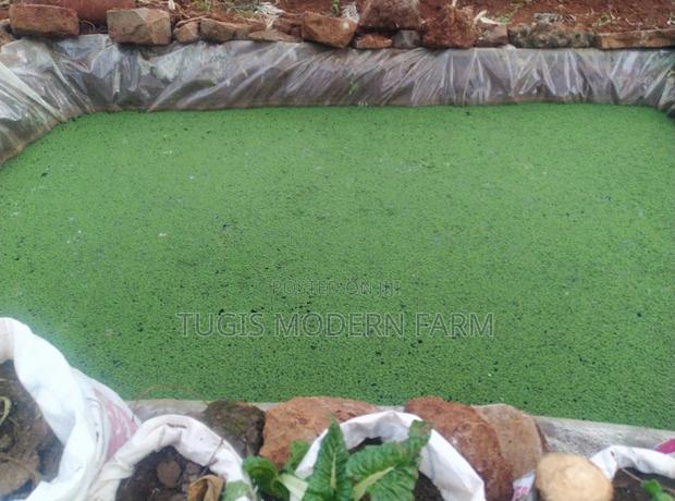 Azzola Starter Pack Seedlings With Free PDF Guide - main view